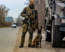 В Авдіївці службовий пес гвардійців виявив схованку з боєприпасами