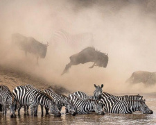 National Geographic выбрал лучшие фото 2019 года