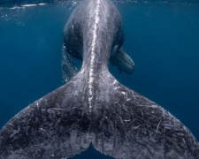 Топ-10 лучших фото 2018 года по версии National Geographic