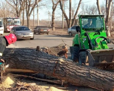 В Авдіївці впале дерево заблокувало рух транспорту