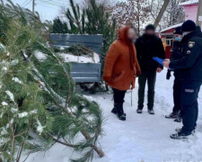 На Донетчине изъяли около трехсот браконьерских елок