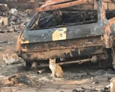 Пожар, начавшийся с горения травы, стер с лица земли село в Донецкой области (ФОТО)