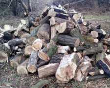 В Авдеевке полицейские задержали черных лесорубов