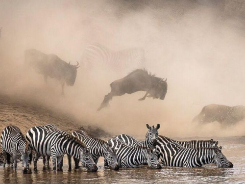 National Geographic выбрал лучшие фото 2019 года