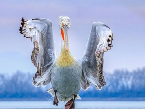 Выбраны лучшие фотографии птиц в 2019 году (ФОТО)