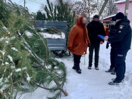 На Донетчине изъяли около трехсот браконьерских елок