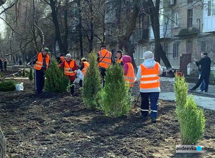 В Авдіївці комунальники озеленяють вулиці самшитом та ялівцем