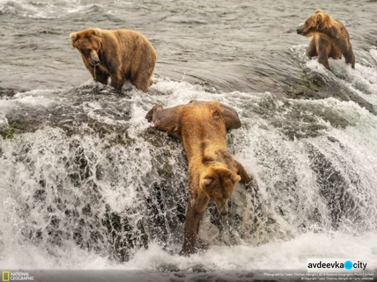 National Geographic назвал лучшее фото года