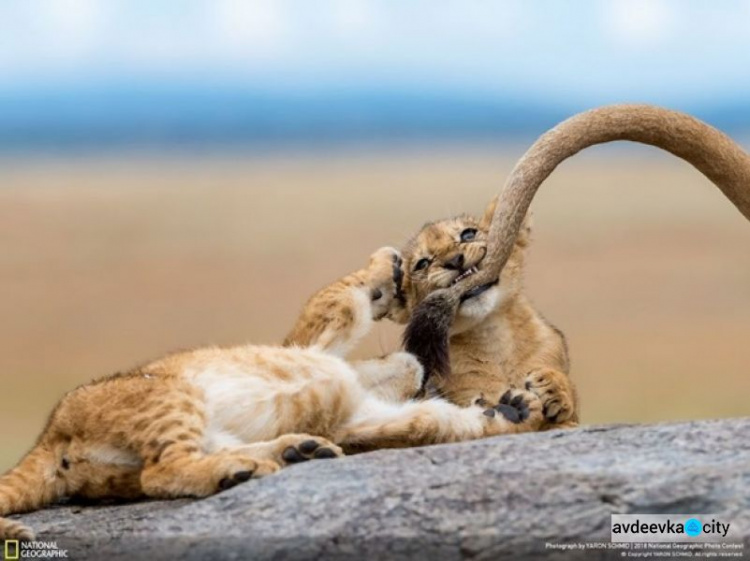 National Geographic назвал лучшее фото года