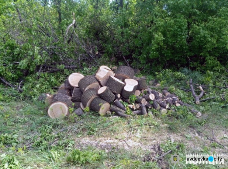 Жители Авдеевки оказались «черными лесорубами» (ФОТО)