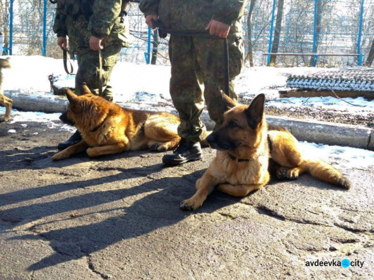 Донетчина встретит Год Собаки под охраной собак из 8 областей: смотрите фото