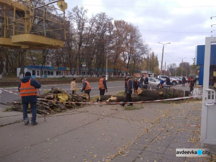 Коммунальщики спилили дерево в центре Авдеевки:  многие горожане недовольны (ФОТО)