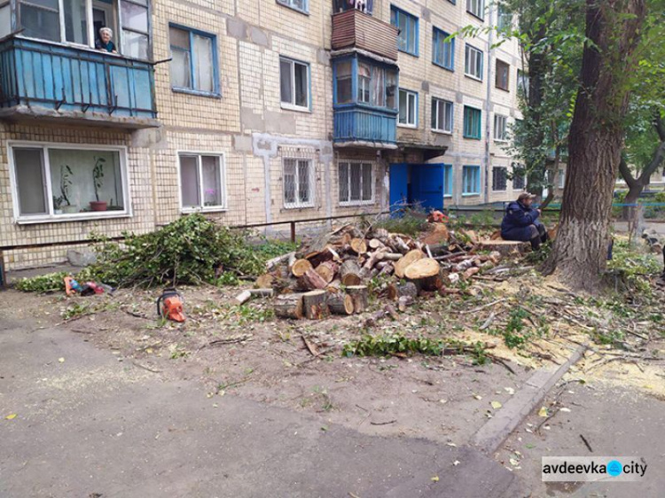 В Авдеевке прощаются с аварийными деревьями (ФОТОФАКТ)