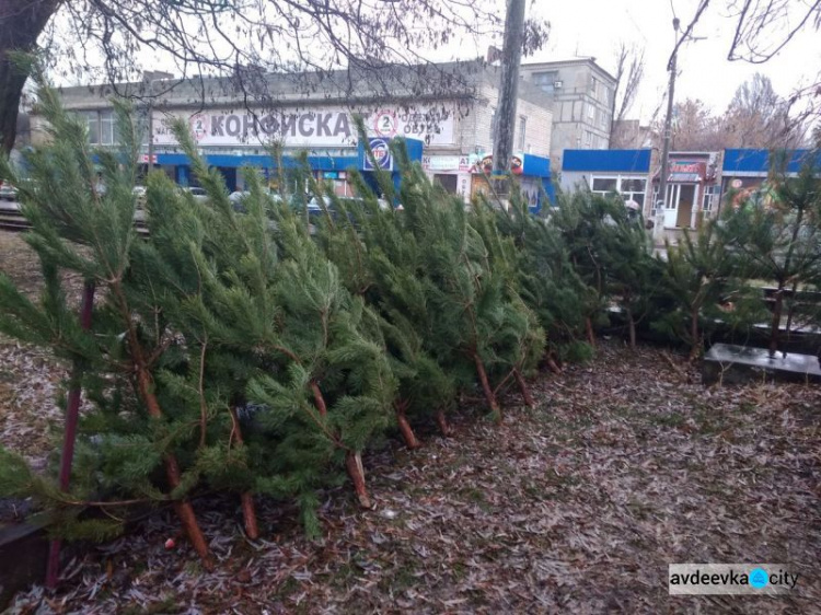 Новогодние красавицы в Авдеевке: стоимость, нюансы выбора и секреты долгой жизни деревьев (ФОТО)