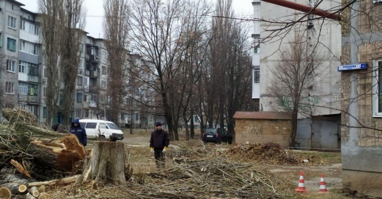 Осторожно! В Авдеевке пилят деревья (ФОТОФАКТ)