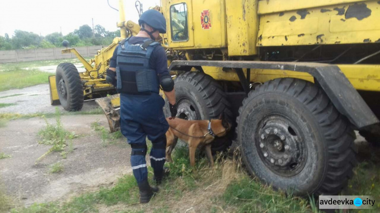 Собаки-детекторы показали "класс"  в  поиске взрывчатки в зоне АТО (ФОТО)