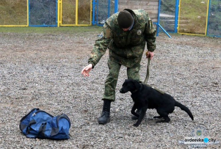 На Донетчине появились необычные «спецназовцы» с дипломом: опубликованы фото