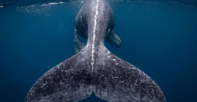 Топ-10 лучших фото 2018 года по версии National Geographic