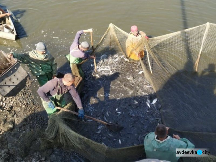 У Покровському районі зариблюють водосховища