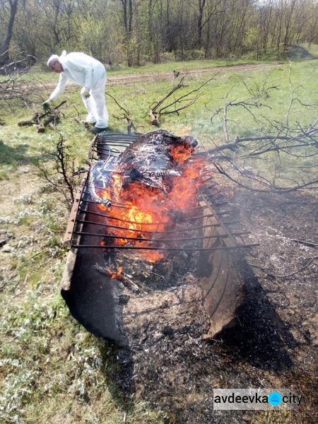 В прифронтовой зоне на Донетчине выявлен очаг африканской чумы свиней (ФОТО)