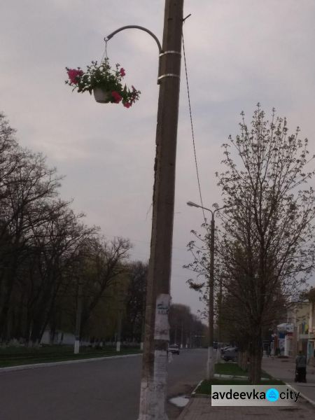 Цветочное преображение Авдеевки: коммунальщики высадили по городу петунии