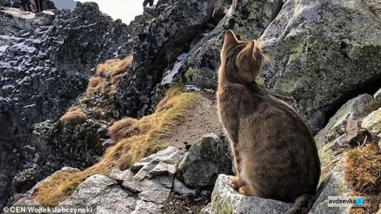 Альпиниста на вершине горы встретил домашний кот (ФОТО+ВИДЕО)