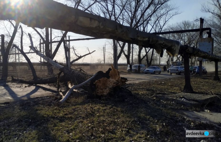 В Авдіївці впале дерево заблокувало рух транспорту