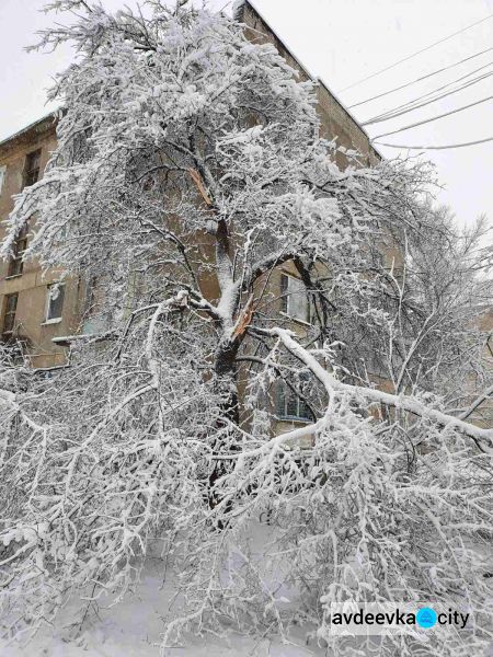 Поваленные деревья и сломанные ветки: последствия сильного снегопада в Авдеевке