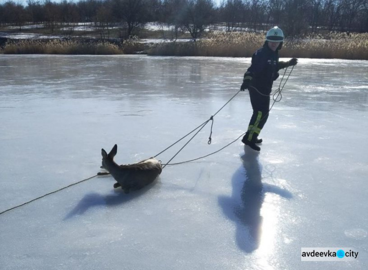 На Донетчине вызволили из ледяного плена раненую косулю (ФОТОФАКТ)