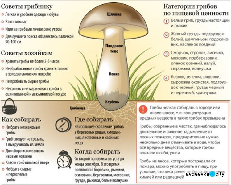 Грибной удар: как не стать жертвой отравления и как бороться с его последствиями