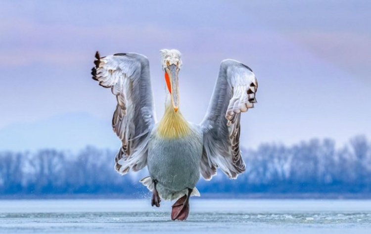 Выбраны лучшие фотографии птиц в 2019 году (ФОТО)