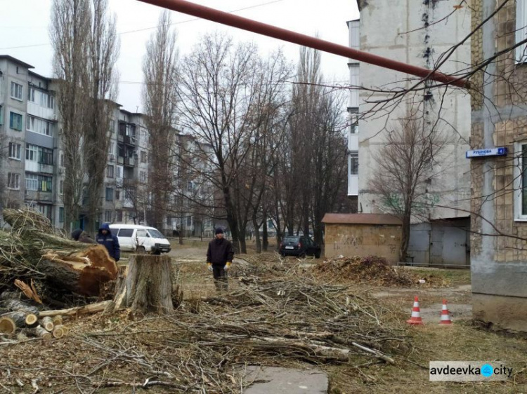 Осторожно! В Авдеевке пилят деревья (ФОТОФАКТ)