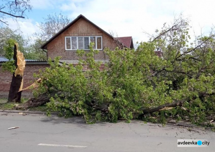 Комунальники Авдіївки закликають городян повідомляти про аварійні дерева