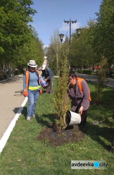 В Авдеевке высаживают «зеленые подарки»: опубликованы фото