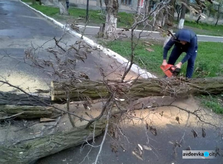 Комунальники Авдіївки закликають городян повідомляти про аварійні дерева