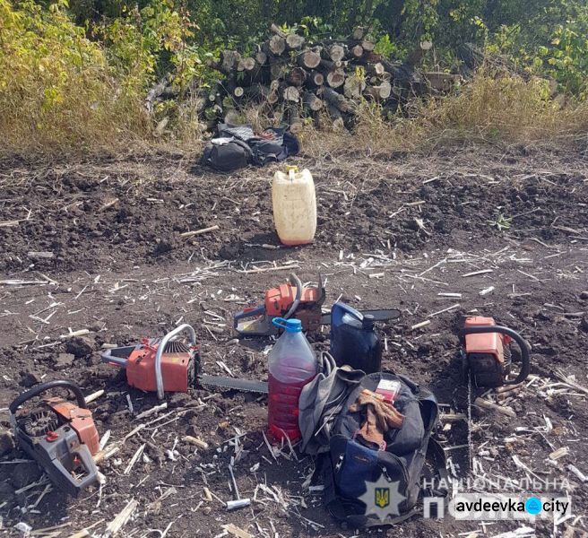 «Черные» лесорубы уничтожили в Донецкой области деревьев на 4 млн гривен