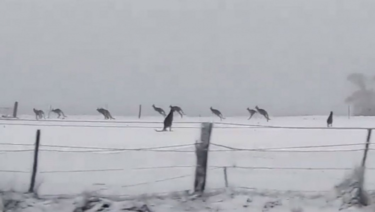 Холодная зима в Австралии: кенгуру резвятся в снегу (ФОТО+ВИДЕО)