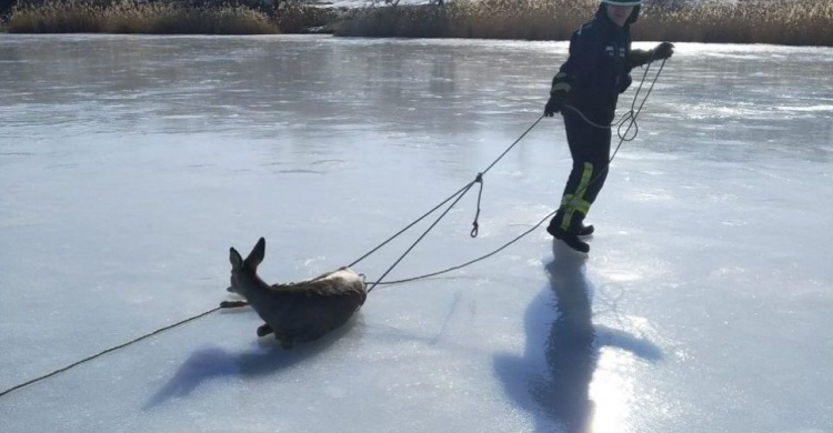 На Донетчине вызволили из ледяного плена раненую косулю (ФОТОФАКТ)