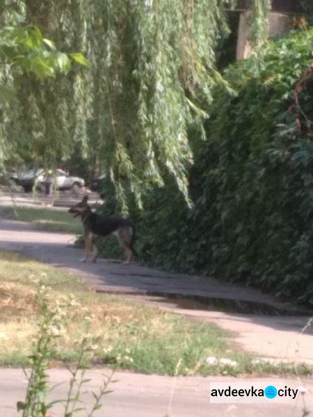 В Авдеевке ночью совершено жестокое убийство: появились фото с места преступления