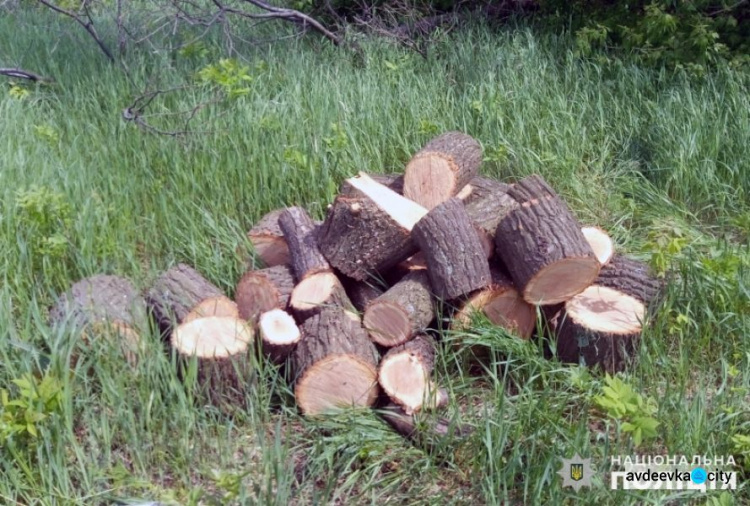 Жители Авдеевки оказались «черными лесорубами» (ФОТО)