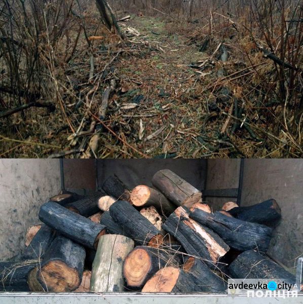 Полицейские выявили трех "черных лесорубов" из Авдеевки  (ФОТО)