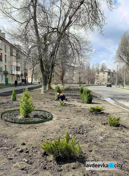 В Авдіївці комунальники озеленяють вулиці самшитом та ялівцем