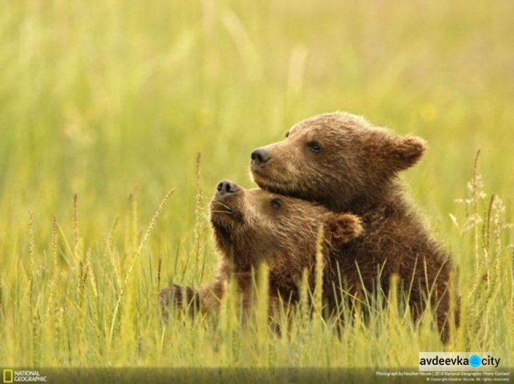 National Geographic назвал лучшее фото года