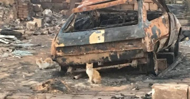 Пожар, начавшийся с горения травы, стер с лица земли село в Донецкой области (ФОТО)