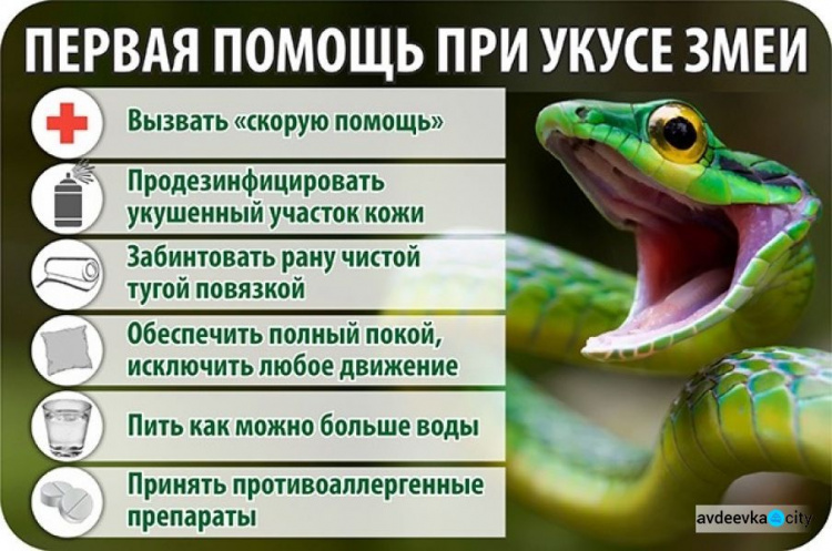 Внимание! Активизировались змеи: как уберечься и что делать в случае укуса