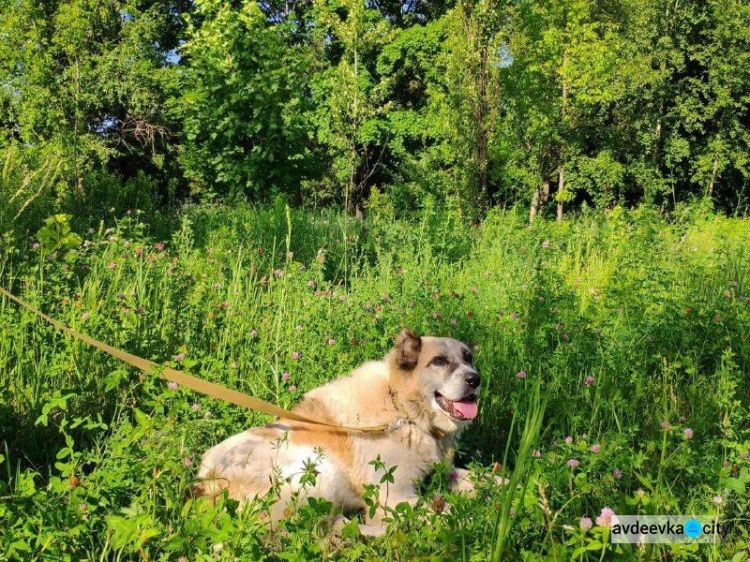 История алабая Рэя из Авдеевки закончилась хэппи-эндом  (ФОТО)