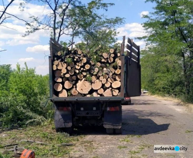 В Авдеевке полиция задержала "черных лесорубов"