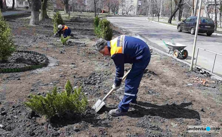 В Авдіївці комунальники озеленяють вулиці самшитом та ялівцем