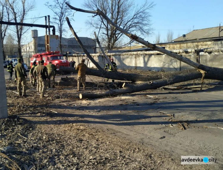 В Авдіївці впале дерево заблокувало рух транспорту