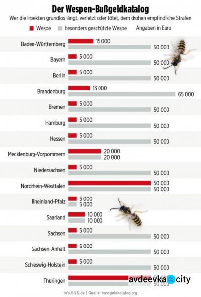 Насекомое по цене дома. В Германии штраф за публичное убийство осы достиг 50 тысяч евро